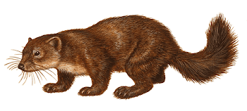 File:Sable - 2.png - Wikimedia Commons