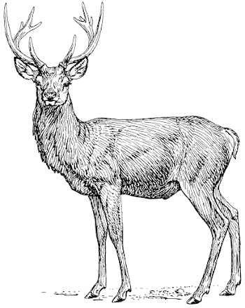 File:Stag (PSF).png - The Work of God's Children