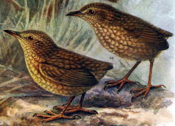 File:Stephens Island Wren.png - Wikimedia Commons