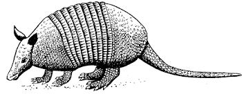 File:Texas Armadillo (PSF).png - The Work of God's Children