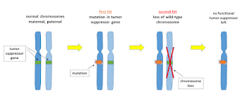 File:Two hit malignant transformation with chromosome loss.png ...