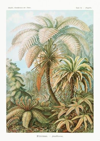 Filicinae&ndash;Laubfarne from Kunstformen der Natur (1904) by Ernst H.. | Free public domain illustration - 2266724
