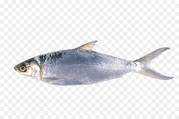 Filipino cuisine Milkfish Cuisine of Hawaii Ilish - fish 