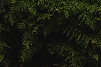 Fill the Frame Photography of Green Tree