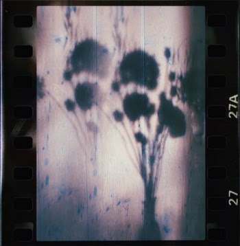 Film Strip with Shadow of Bouquet · Free Stock Photo