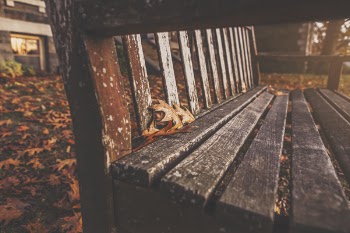 Filtered Photography of Bench With Dried Maple Leaves