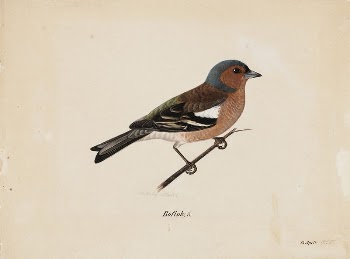 Finch, 1820 - 1868, Magnus | Free Photo - rawpixel