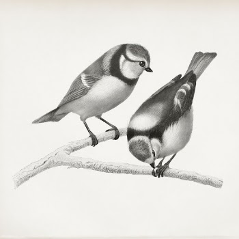 Finch bird vintage illustration | Free Photo Illustration - rawpixel