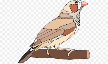 Finches Bird Zebra finch Clip art Image - shrew illustration 