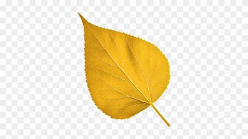 Find Out More >> - Gold Leaf Png Transparent