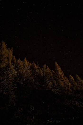 fine trees waving