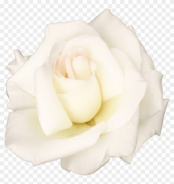 Finest Flowersrose Transparent Png Sticker Flowers - Transparent Flowers White Rose