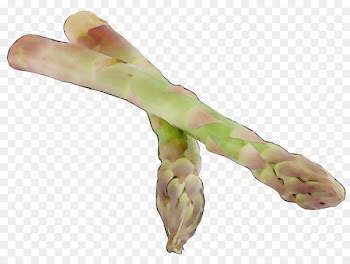 Finger Asparagus -  