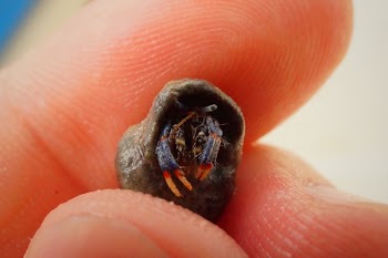 Fingers Holding a Small Black Spider Egg
