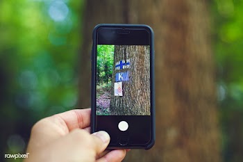 Finnish forest | Free public domain photo - 564014
