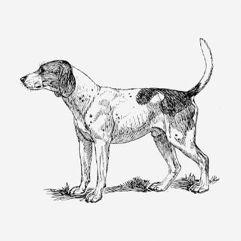 Finnish Hound dog hand drawn | Free Photo - rawpixel