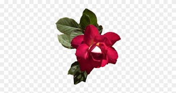 Fiona-rose - Rose