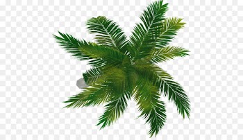 Fir Arecaceae Evergreen Spruce Pine - palm top 