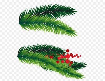 Fir Christmas tree Clip art - Pine Branches Decoration PNG Picture 