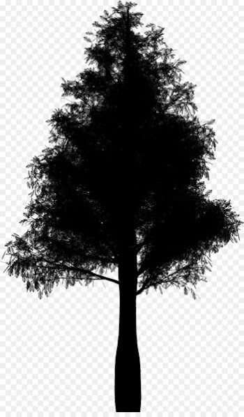 Fir Conifers Spruce Botany Tree -  
