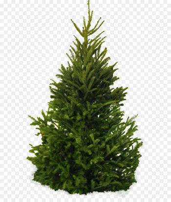 Fir Pine Cedar Tree - Fir-Tree Png Image 