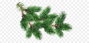 Fir Pine Christmas tree - christmas tree 
