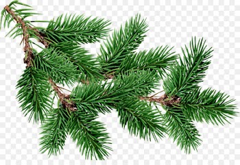 Fir Pine Tree Clip art - free christmas tree branches buckle material 