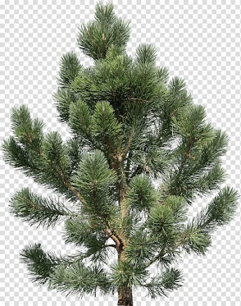 Fir Pine Tree, Fir-tree transparent background PNG clipart