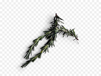 Fir Plant stem Leaf Twig Herb -  