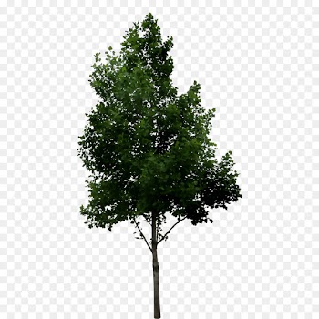 Fir Shrub Tree Oak River birch -  