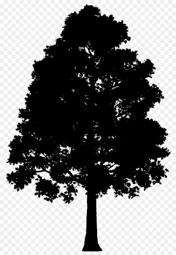 Fir Spruce Silhouette Leaf -  