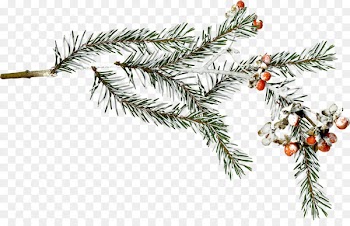 Fir Spruce Snow Branch Winter - winter 