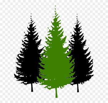 Fir Tree Clipart Conifer - Pine Tree Silhouette