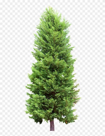 Fir Tree Clipart Cypress Tree - Fir Tree Transparent