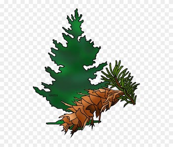 Fir Tree Clipart Douglas Fir - State Tree Of Oregon