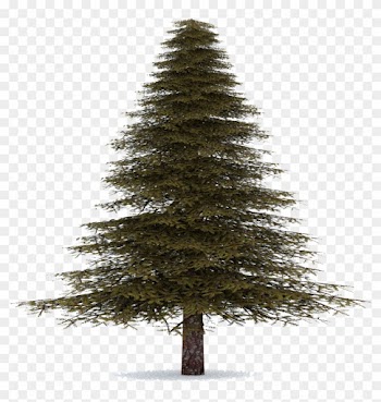 Fir-tree - Evergreen Fir Tree