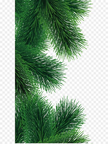 Fir Tree - Fir-Tree Branch Png Image 
