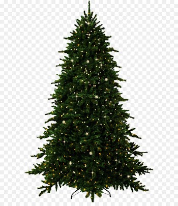 Fir Tree Pine Christmas - tree 