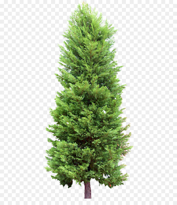 Fir Tree Pine Evergreen - tree png download - 477*1024 - Free ...