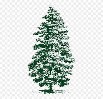 Fir Tree Png 13, Buy Clip Art - Pine Tree Clip Art