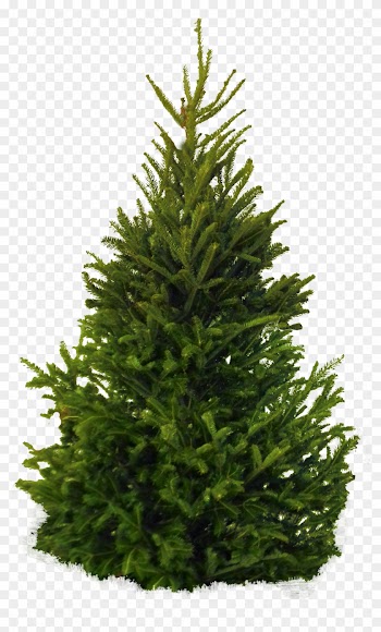 Fir-tree Png Clipart - Fir Tree Png