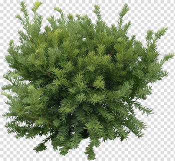 Fir-Tree Png Image