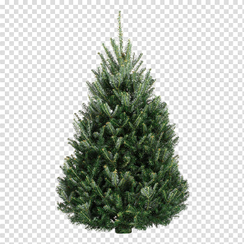 Fir-Tree Transparent Images