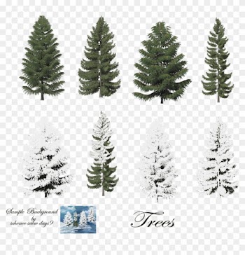 Fir-tree - Trees With Snow Photoshop