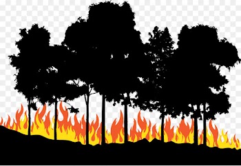 Fire Euclidean vector - Fire in the woods 