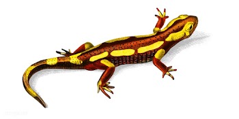 Fire Salamander (Salamandra Salamandra) illus.. | Free stock vector - 467268