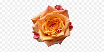 Fireball Single Head Rose - Garden Roses