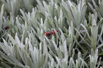 Firebugs Mating