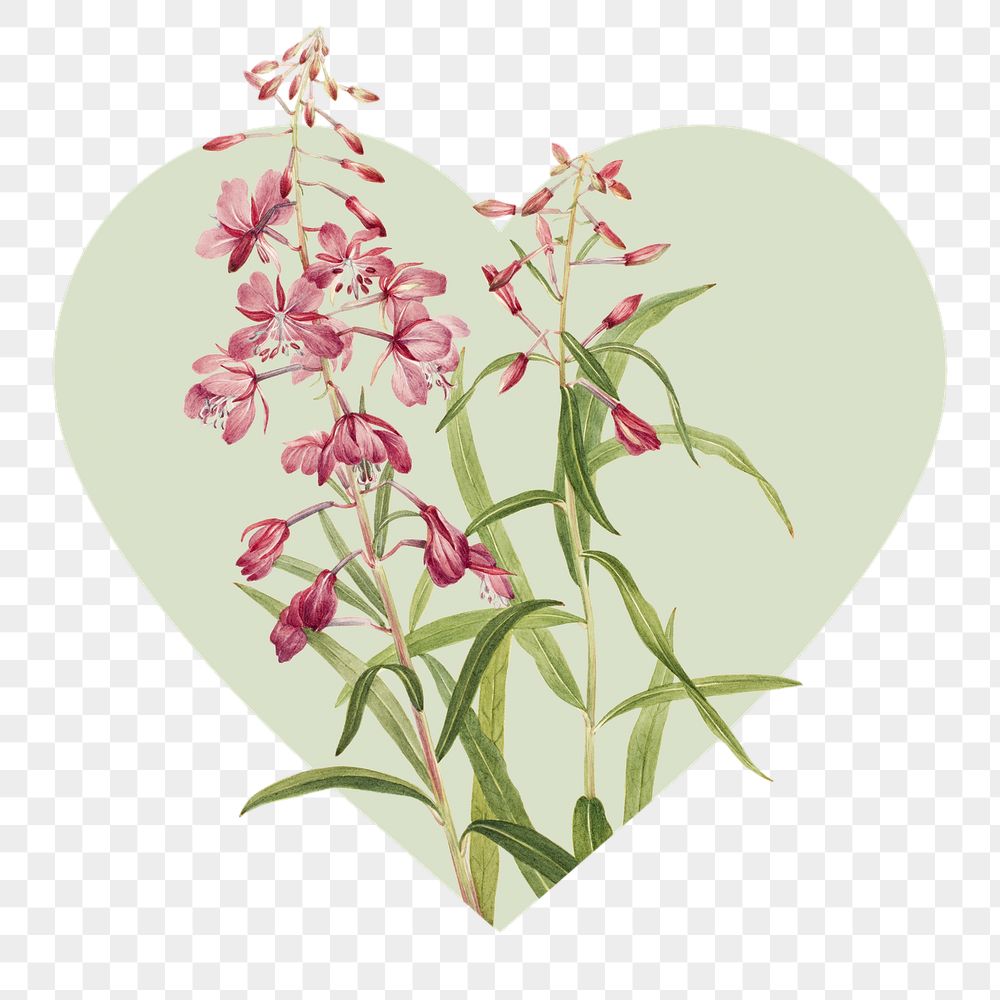 Fireweed flower png badge sticker, | Free PNG - rawpixel
