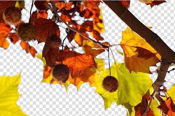 Firmiana simplex Autumn Leaf Meteorology, Indus leaves free to transparent background PNG clipart